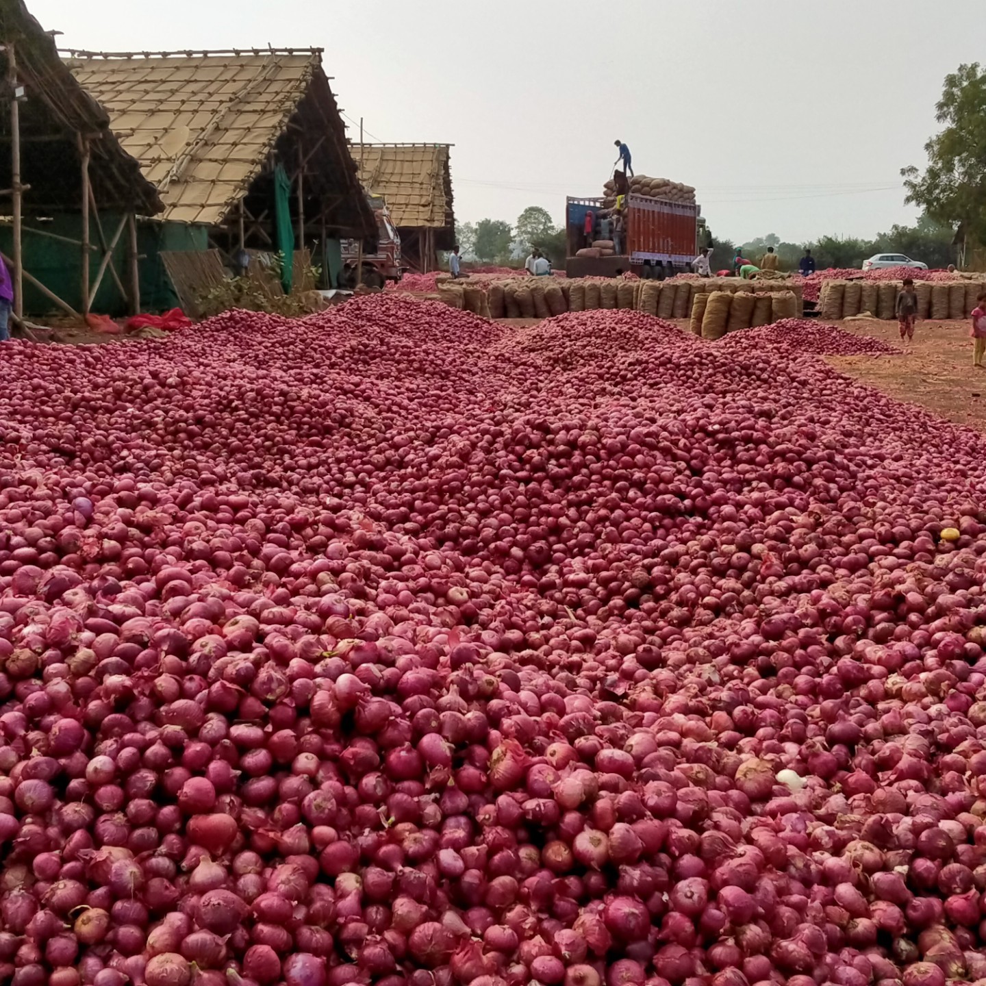 Natural Red Onion