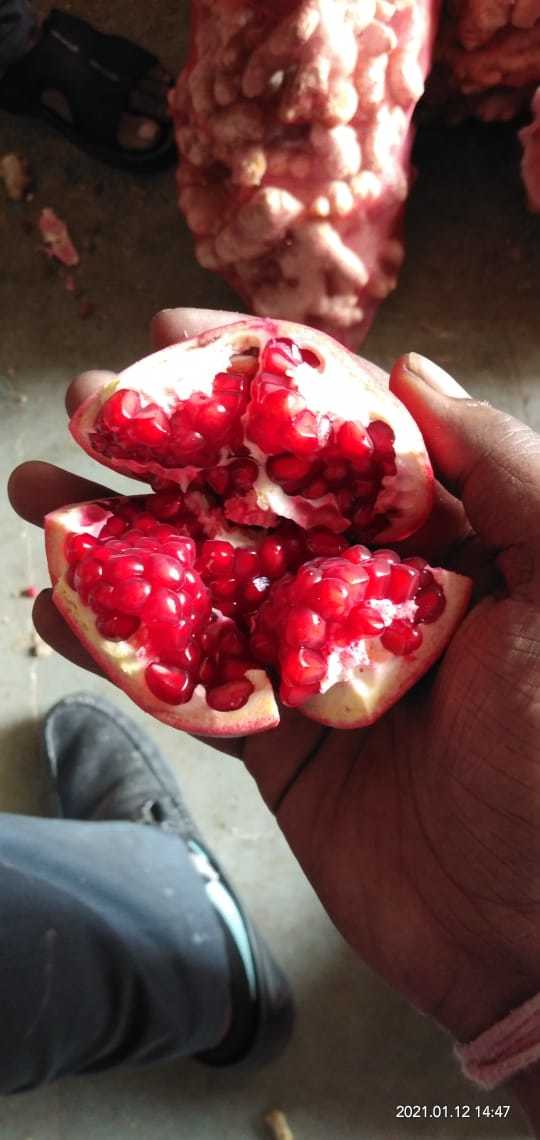 Fresh Pomegranate - Natural Size, Sweet Taste | Nutrient-rich Superfruit For Health Benefits Against Cancer And Blood Pressure Issues