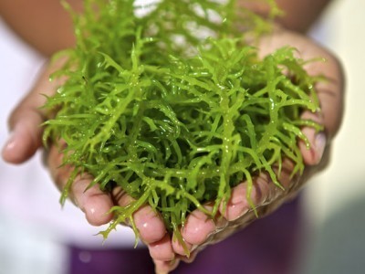 Spirulina Powder Grade: Na