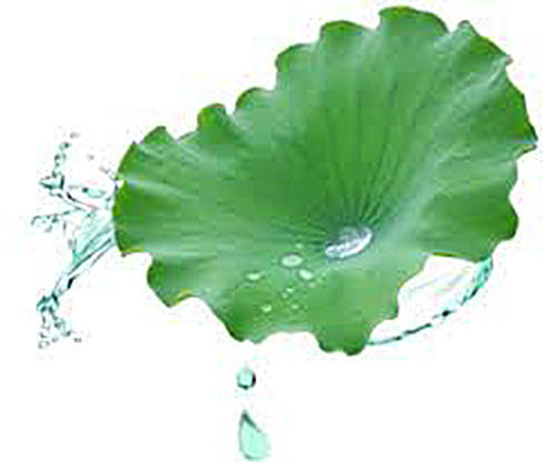 Lotus Leaf Extract - Nuciferine 2% Fine Powder | Herbal Extract For Liver Health, Blood Sugar Reduction, And Summer Heat Relief, 3-year Shelf Life