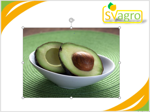 Avacado Extract Age Group: For Adults