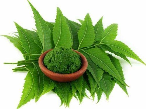 Tulsi Extract Powder - Herbal Leaf And Seed Blend | Ayurvedic Medicine, Natural Healing Properties, Versatile Herbal Usage