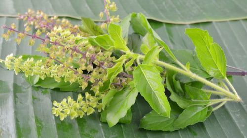 Tulsi Extract Powder - Herbal Leaf And Seed Blend | Ayurvedic Medicine, Natural Healing Properties, Versatile Herbal Usage