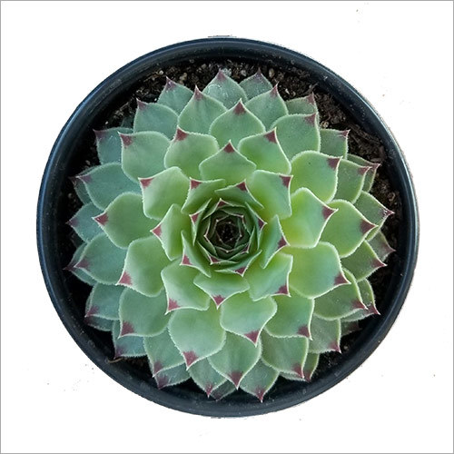 Sempervivum Plant