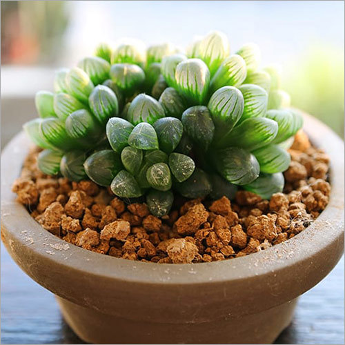 Haworthia Cooper