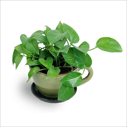 Green Pothos