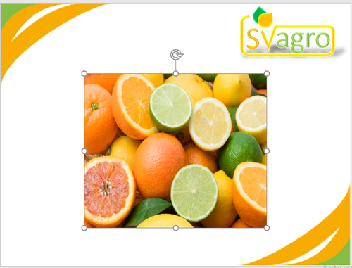 Herbs Powder Citrus Bioflavonoids Extract