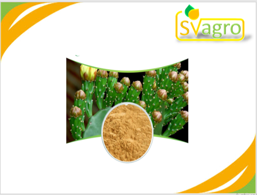 Herbs Powder Cactus Extract
