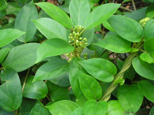 Herbs Powder Gudmar Extract