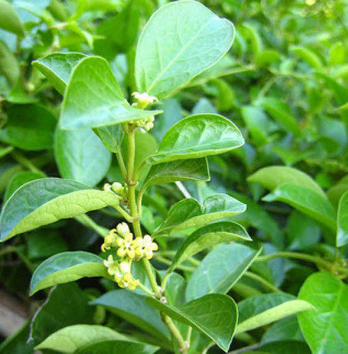 Herbs Powder Gudmar Extract