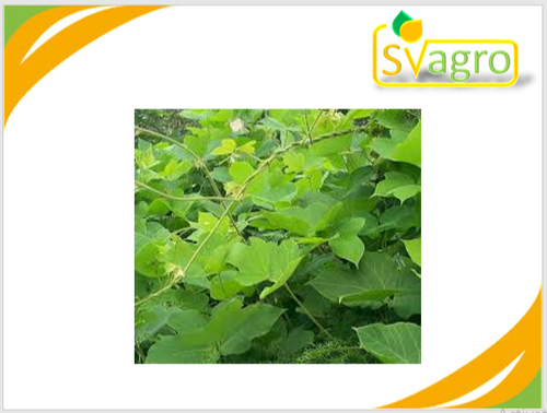 Herbs Powder Kudzu Extract
