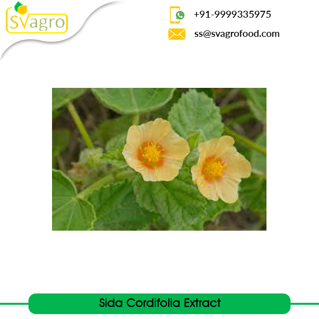 Herbs Powder Sida Extract