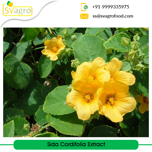 Herbs Powder Sida Extract