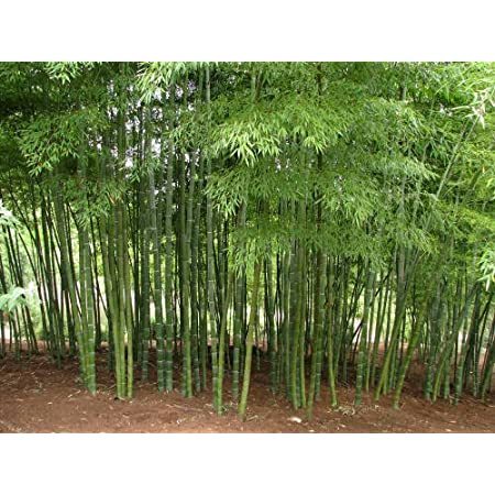 Bamboo Seeds - Dendrocalamus Strictus & Bambusa Arundinacea | 1 Kg Pack, 6-month Shelf Life