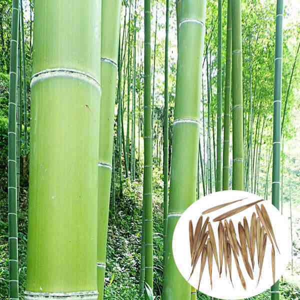 Bamboo Seeds - Dendrocalamus Strictus & Bambusa Arundinacea | 1 Kg Pack, 6-month Shelf Life