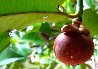 Mangosteen Extract - Herbal Powder | Natural Treatment For Health And Wellness Benefits, Antioxidant-rich