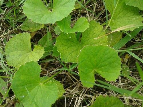Herbs Powder Centella Asiatica Extract