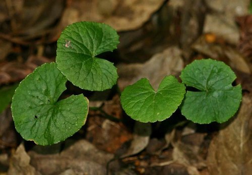 Herbs Powder Centella Asiatica Extract