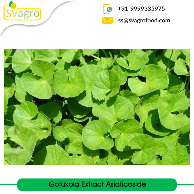 Herbs Powder Centella Asiatica Extract