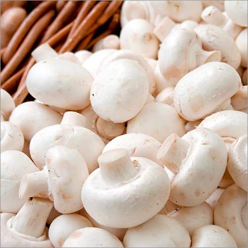 Button Mushroom