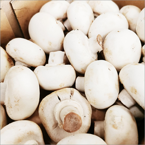 Button Mushroom