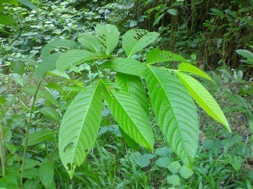 Natural Banaba Extract 1% Grade: Na