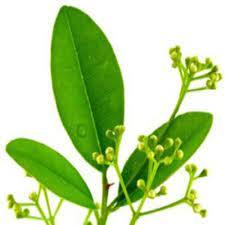 Ravensara Essential Oil Age Group: All Age Group
