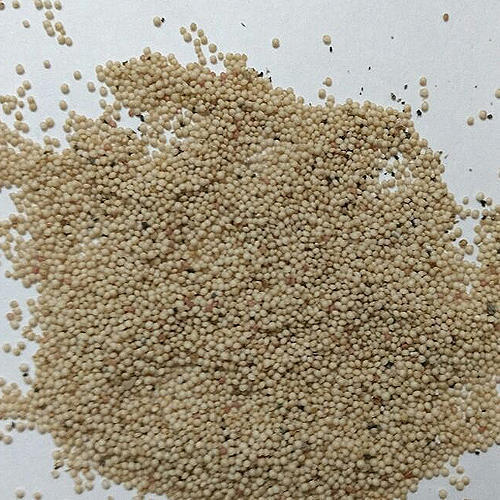 Amaranthus Seeds Purity: 99%