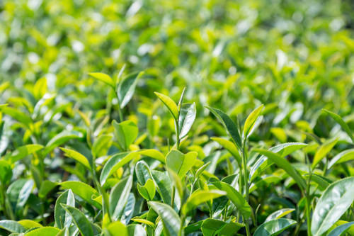 Green Tea Extract Grade: Na