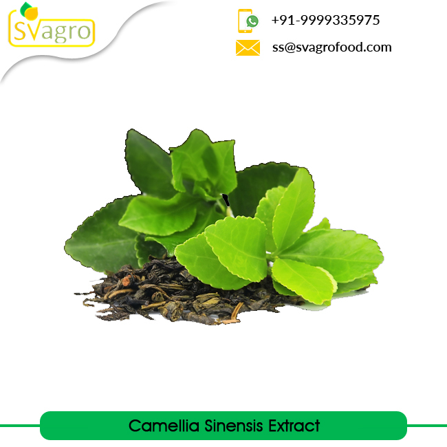 Green Tea Extract Grade: Na
