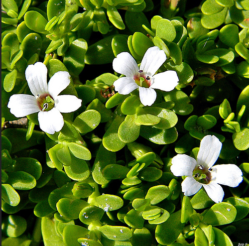 Bacopa Monnieri Powder Increasing Superoxide Dismutase Purity(%): 99%