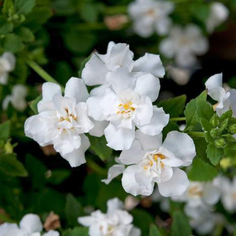 Bacopa Monnieri Powder Increasing Superoxide Dismutase Purity(%): 99%