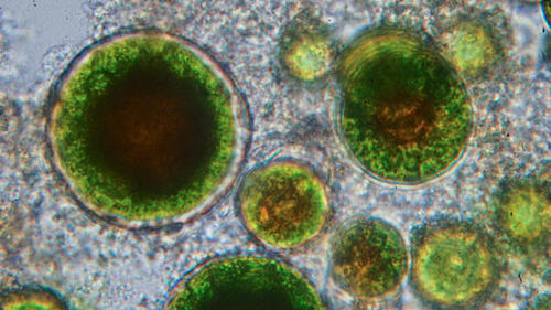 Dark Green Liquid Haematococcus Pluvialis