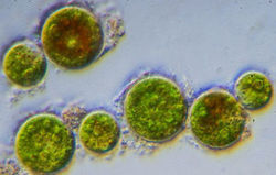 Dark Green Liquid Haematococcus Pluvialis