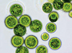 Dark Green Liquid Haematococcus Pluvialis