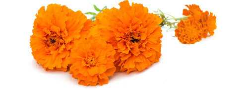 Marigold Extract - 99% Pure Powder From Solvent Extraction, Orange Seed Variety With Min 5g Shelf Life