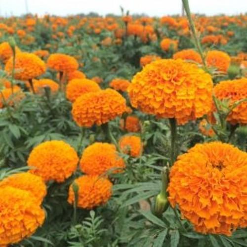 Marigold Extract - 99% Pure Powder From Solvent Extraction, Orange Seed Variety With Min 5g Shelf Life