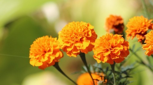 Marigold Extract - 99% Pure Powder From Solvent Extraction, Orange Seed Variety With Min 5g Shelf Life