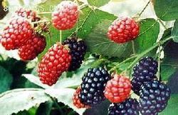 Mulberry Fruit Extract Grade: Na