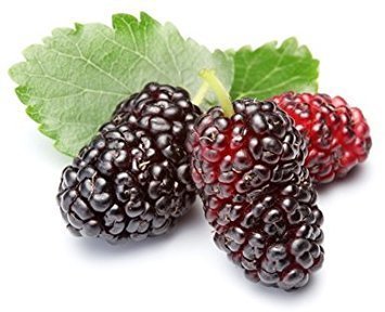 Mulberry Fruit Extract Grade: Na