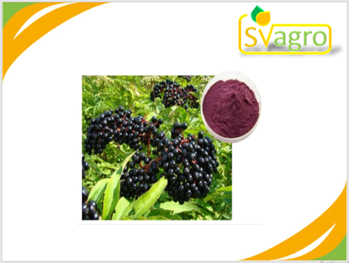 Elder Berry Extract