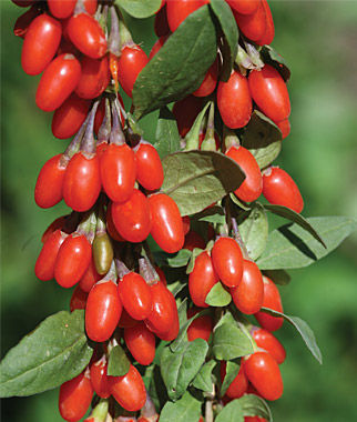 Red Barbury Wolfberry Extract