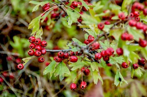 Red Hawthorn Berry Extract