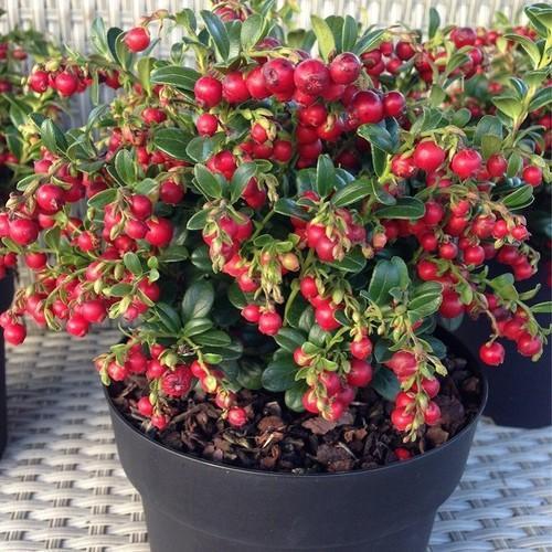 Red Cranberry Extract 25% Proanthocyanidin