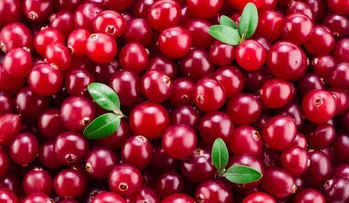 Red Cranberry Extract 25% Proanthocyanidin