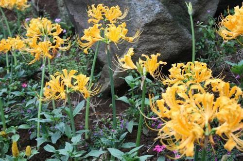 Yellow And Brown Galanthamine Hydrobromide Extract