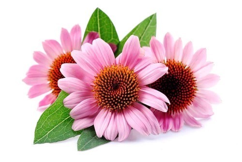 Pink And Dark Brown Echinacea Extract