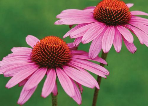 Pink And Dark Brown Echinacea Extract