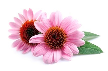 Pink And Dark Brown Echinacea Extract