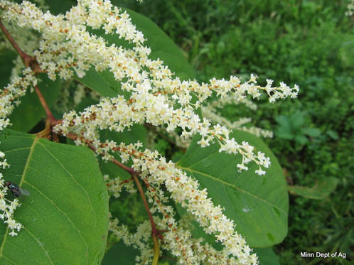 White And Green Polygonum Cuspidatum Extract